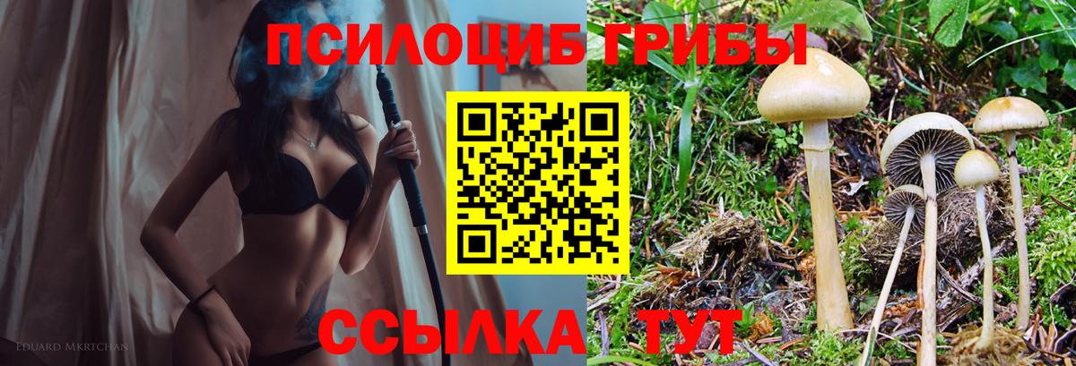 Галлюциногенные грибы Psilocybine cubensis Кудымкар